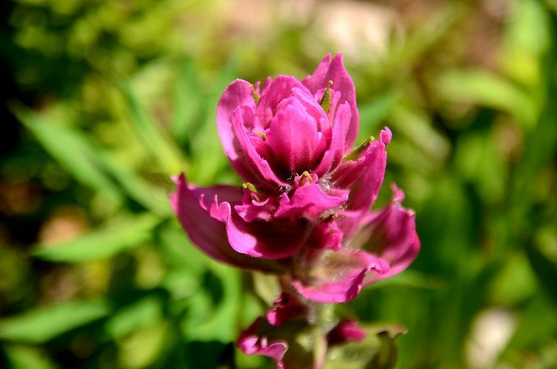 Paintbrush floweers (3)