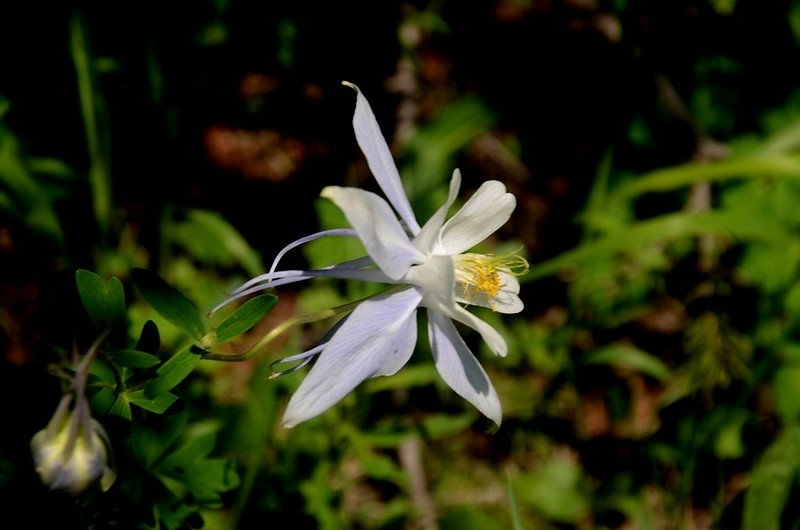 Columbine (5)