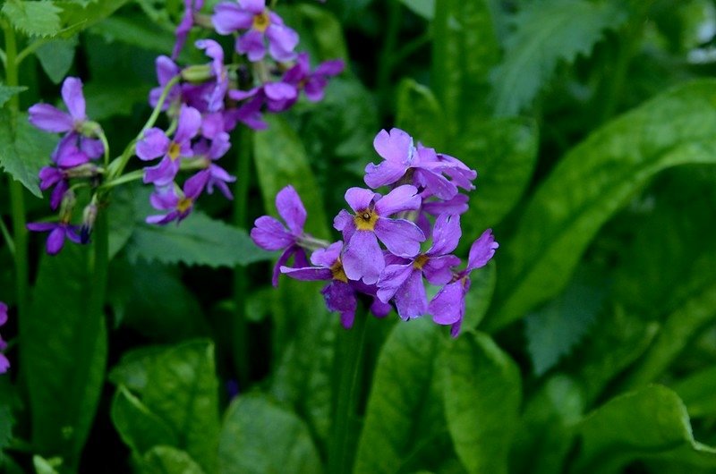 Parry Primrose (4)