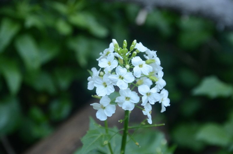 Bitter Cress (Brook Cress) (1)