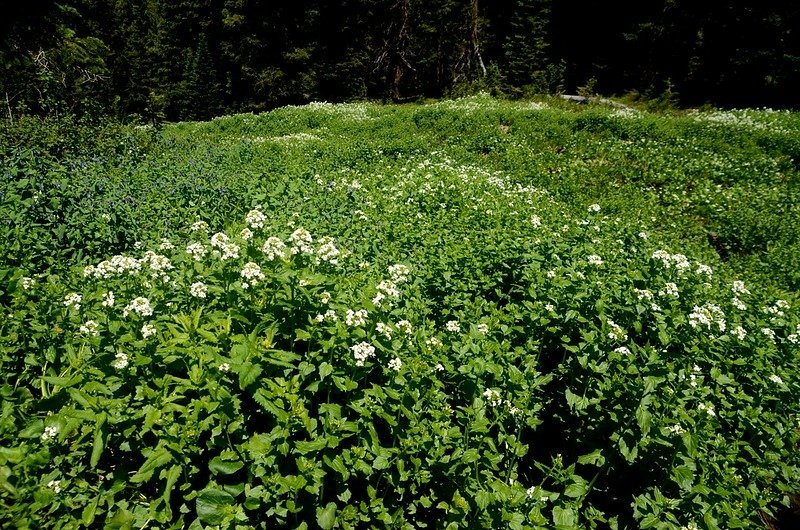 Bitter Cress (Brook Cress) (3)