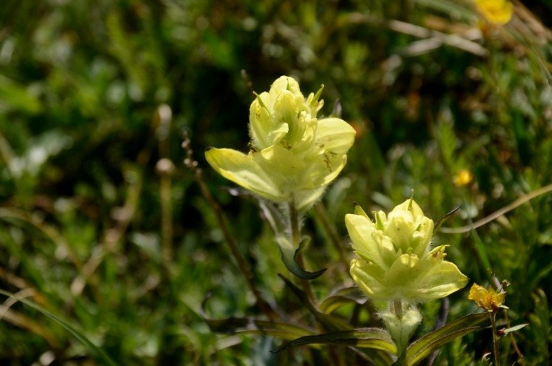 Paintbrush flowers (7)