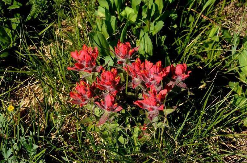 Paintbrush flowers (2)