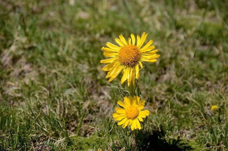 Alpine Sunflower(Old Man of the mountain) (2)