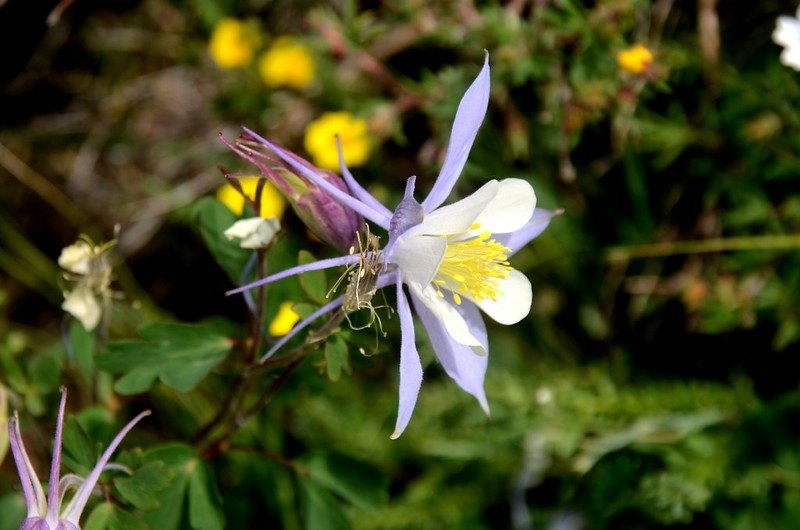 Columbine (2)