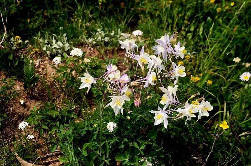 Columbine (3)