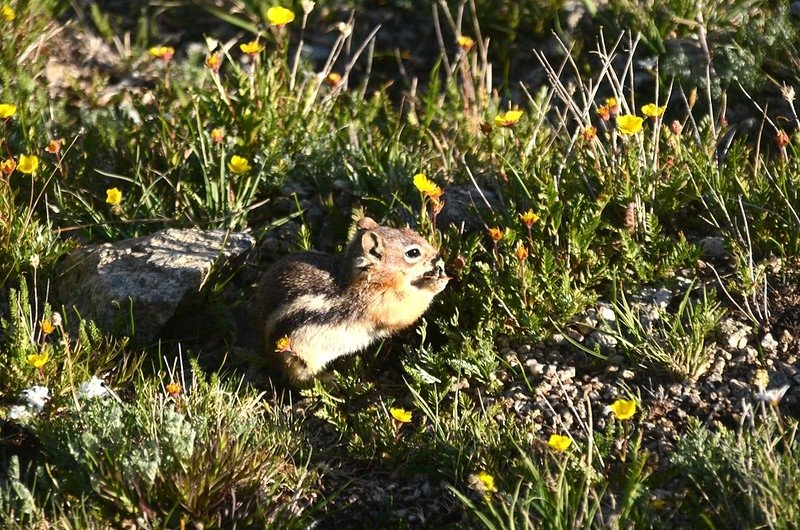 Pika