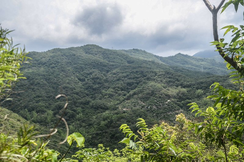 南湖呂產道4.9K東望草山(中)