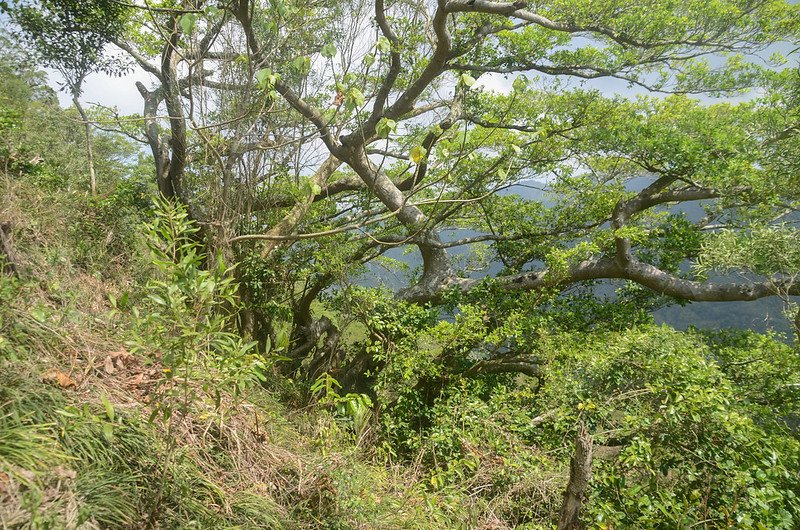 草山登山路徑大榕樹