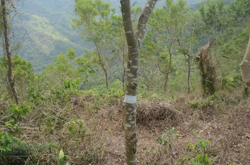 草山登山路徑沿途標記