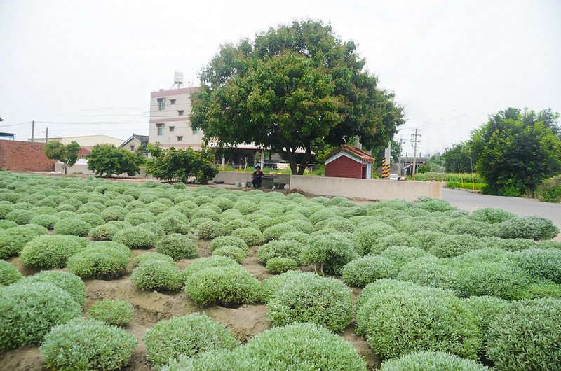 虎尾芙蓉波波草 (3)