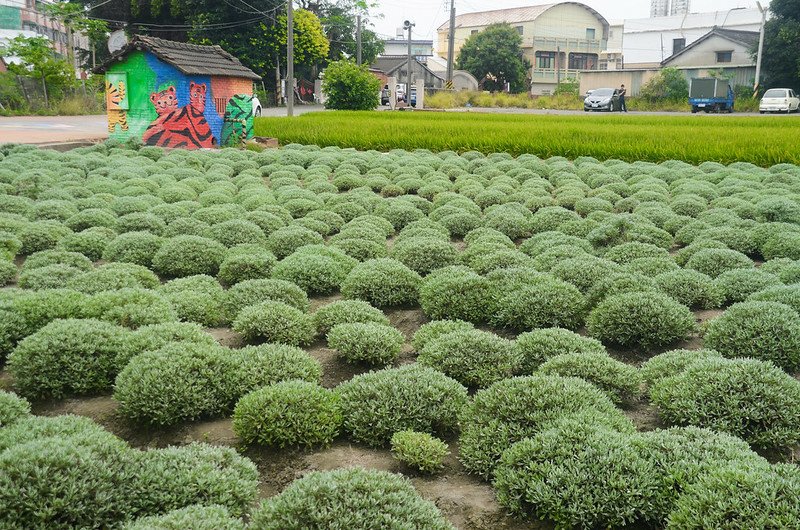 虎尾芙蓉波波草 (2)