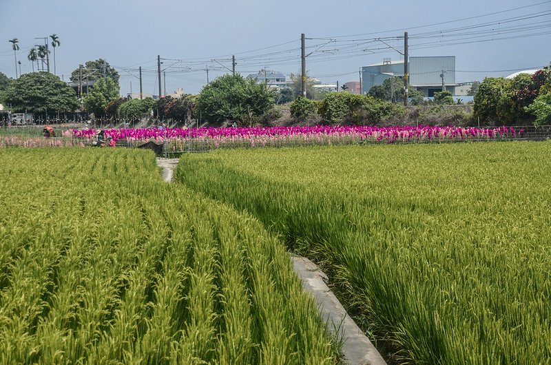 社頭雙鐵花海 (9)