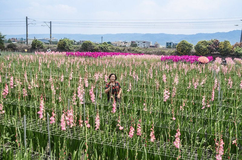 社頭雙鐵花海 (1)