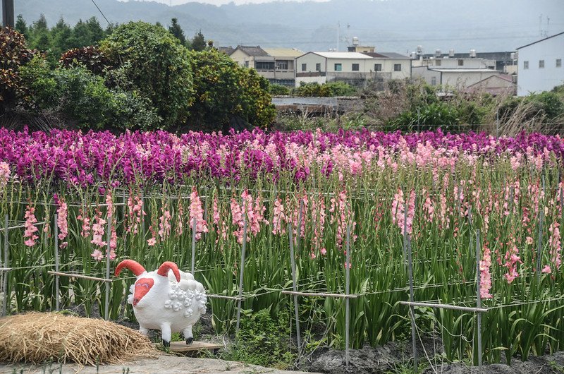 社頭雙鐵花海 (17)