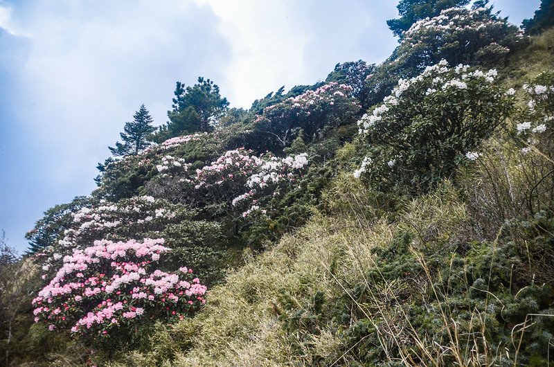 2021合歡尖山追花 (12)