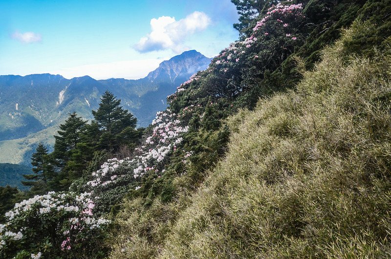 2021合歡尖山追花 (10)