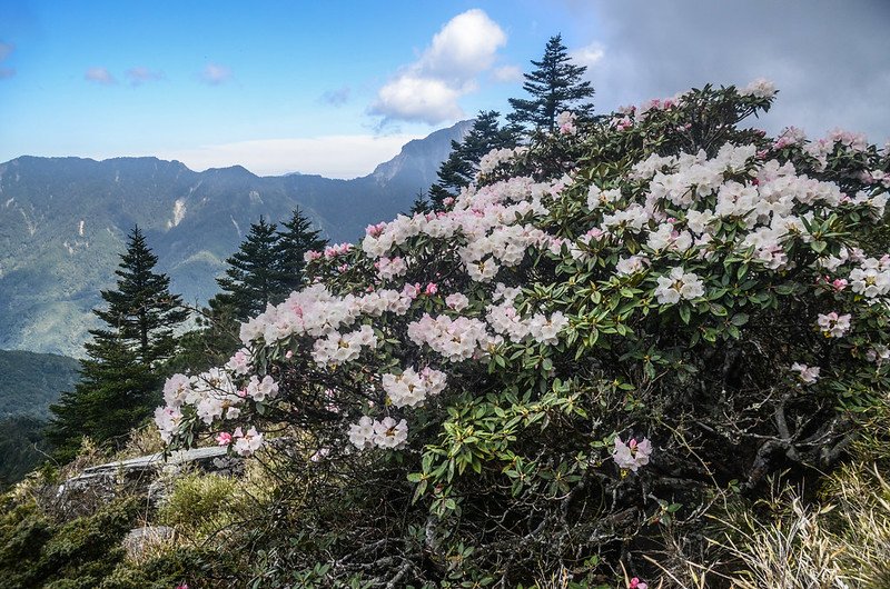 2021合歡尖山追花 (9)