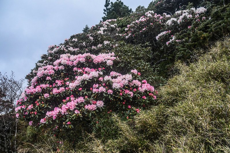 2021合歡尖山追花 (4)