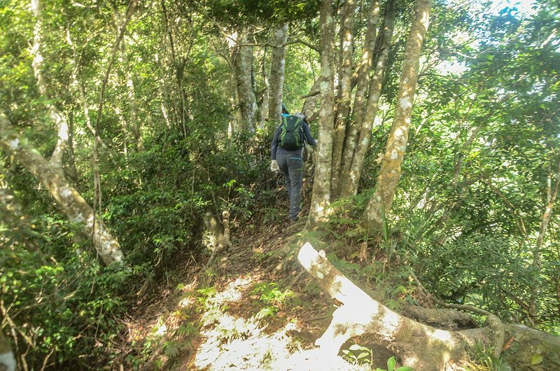 久武山東峰東稜稜線山徑 (1)