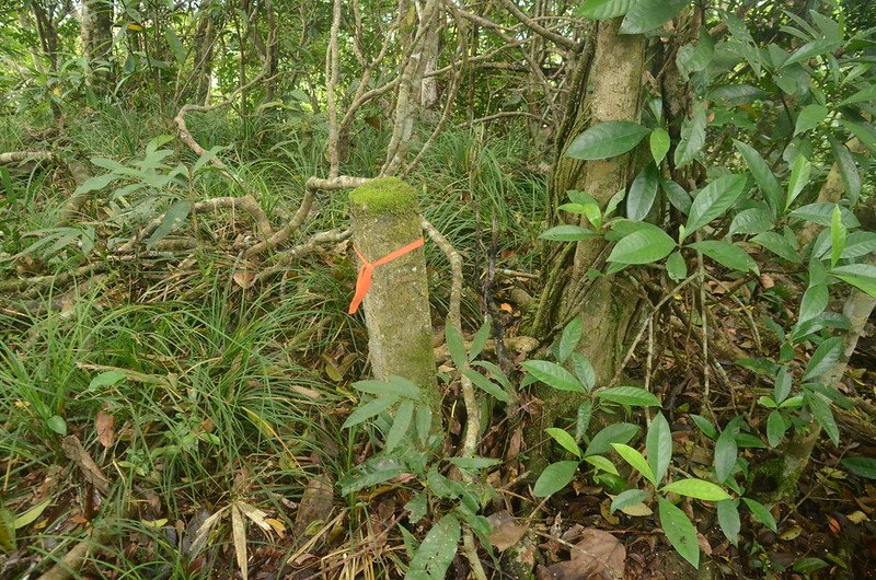 久武山東峰保安林水泥柱