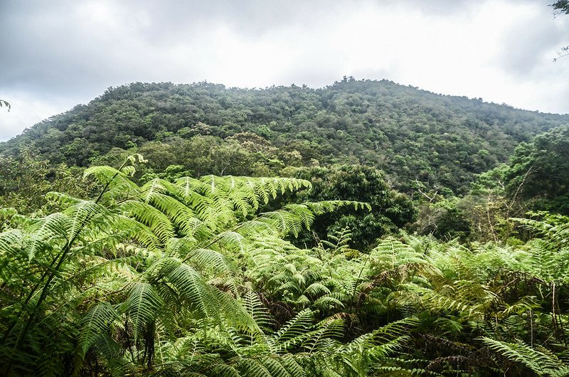 久武山下荒廢開墾地東望久武山東峰