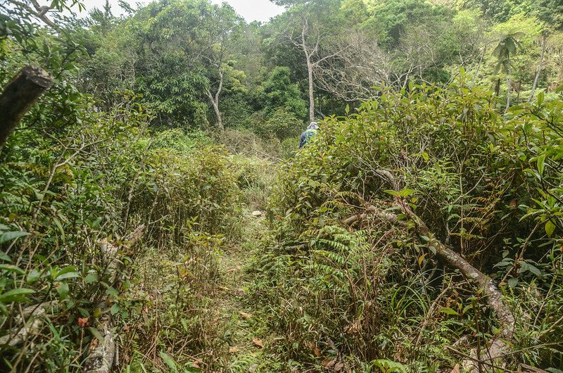 久武山下荒廢開墾地山徑