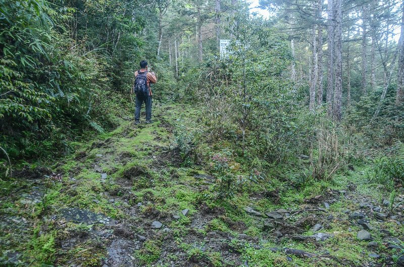 紅石林道岔路