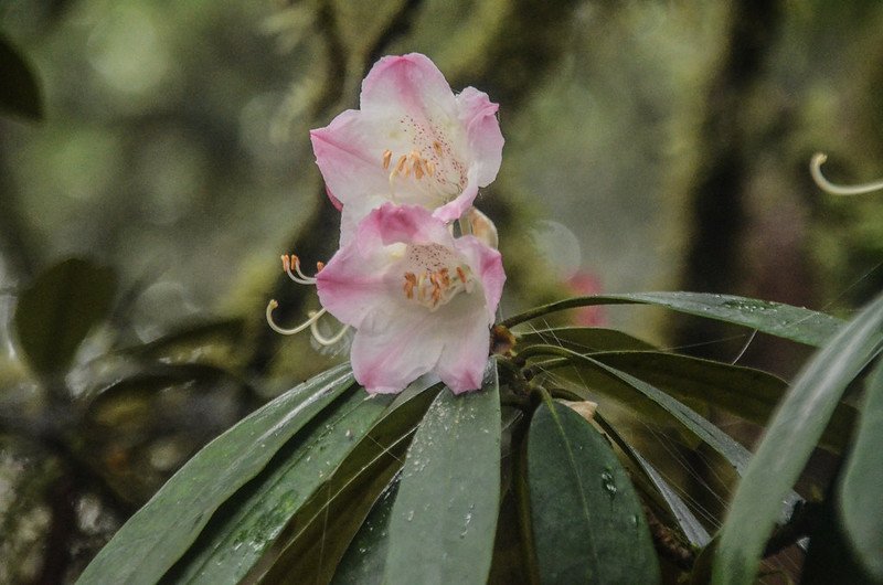 杜鵑花開 (3)