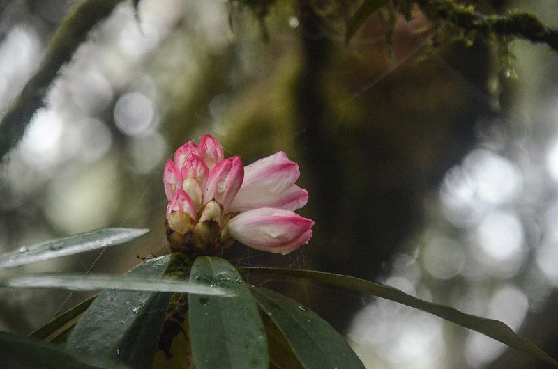 杜鵑花開 (4)