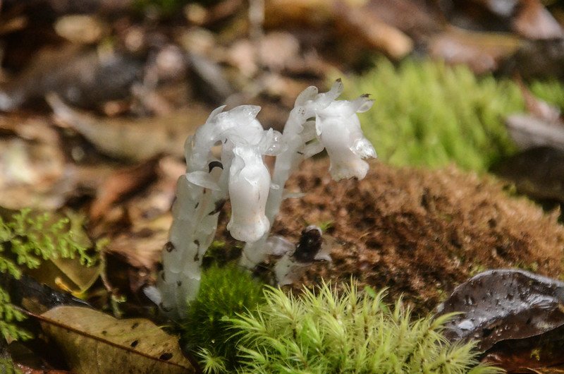 水晶蘭 (7)