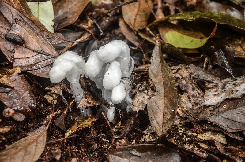 水晶蘭 (6)