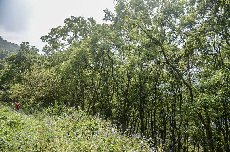 日湯真山西南峰枯木岔路旁樟樹林