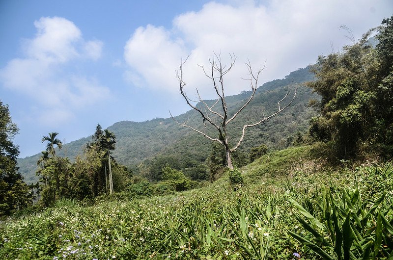 日湯真山西南峰枯木岔路處西北望亞麻灣山