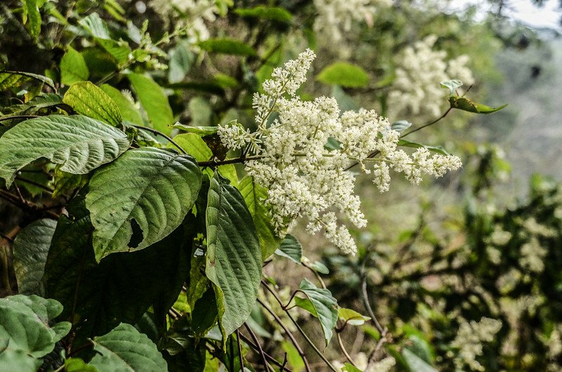 水錦樹(花) (3)