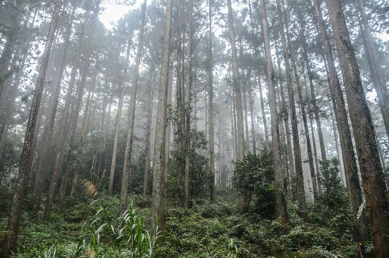 線浸林道杉木林