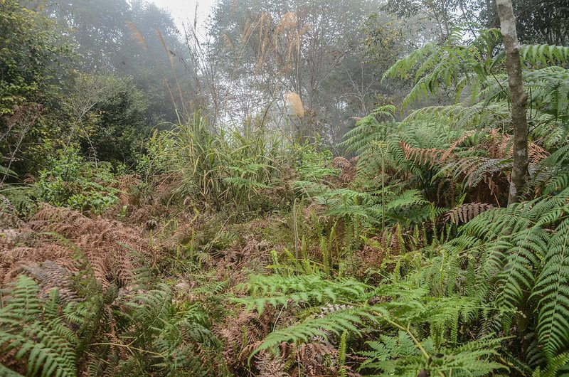 半天窟山西稜、南稜分岔處