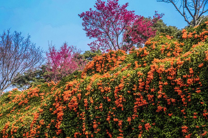 2021 銅鑼炮仗花道 (4)