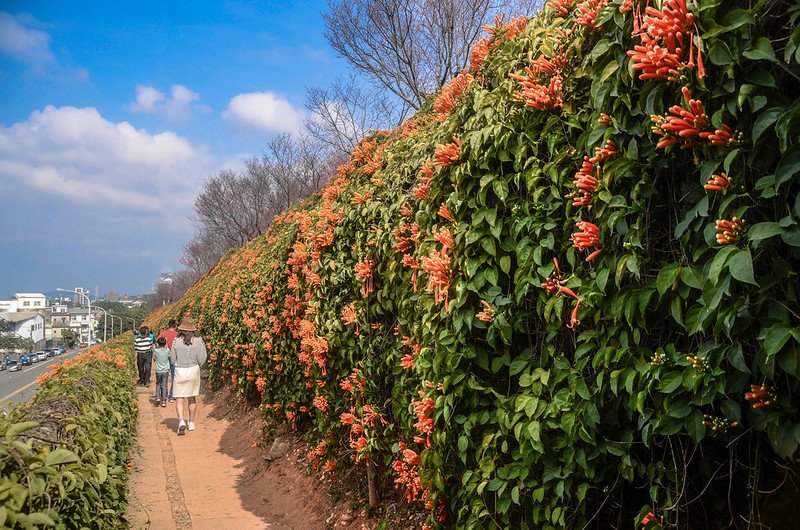 2021 銅鑼炮仗花道 (5)