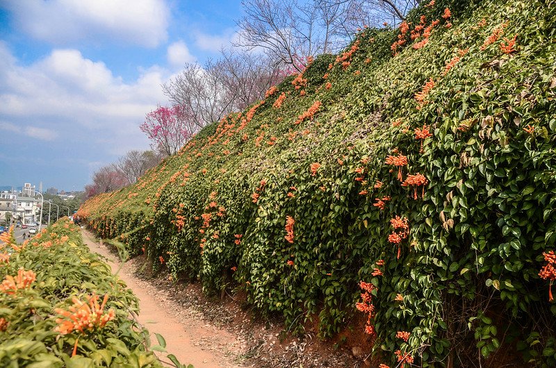 2021 銅鑼炮仗花道 (6)