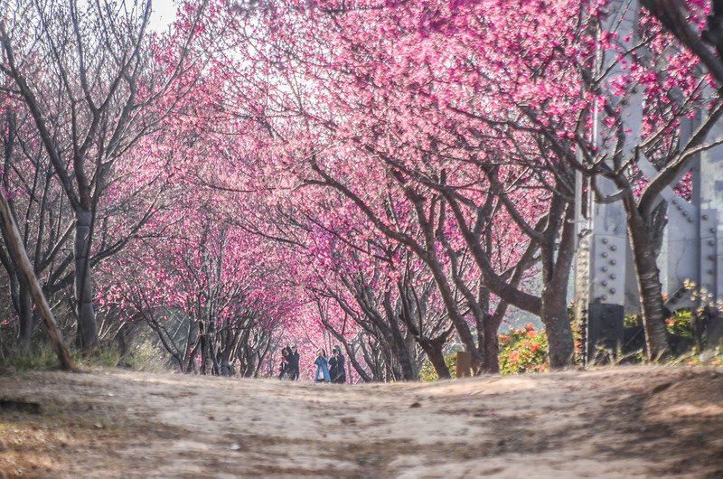 2021 銅鑼炮仗花道 (9)