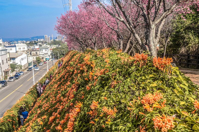 2021 銅鑼炮仗花道 (10)