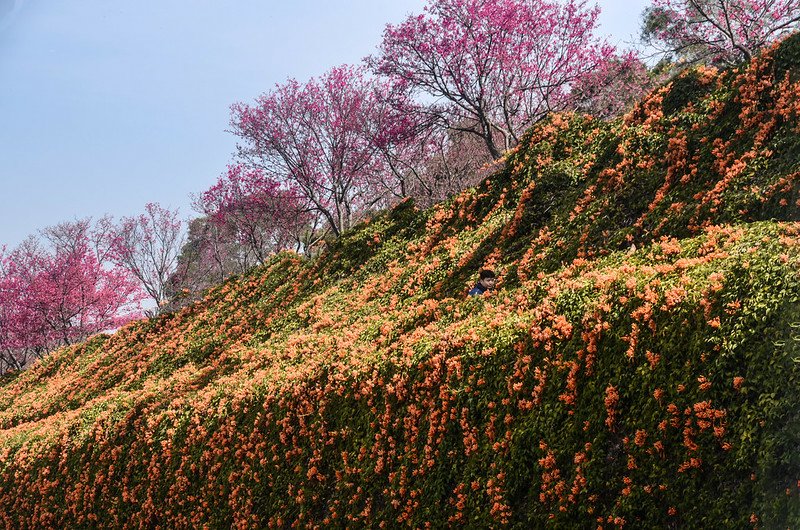 2021 銅鑼炮仗花道 (11)