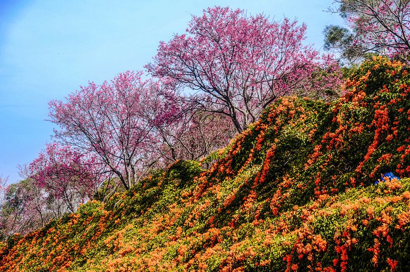 2021 銅鑼炮仗花道 (12)