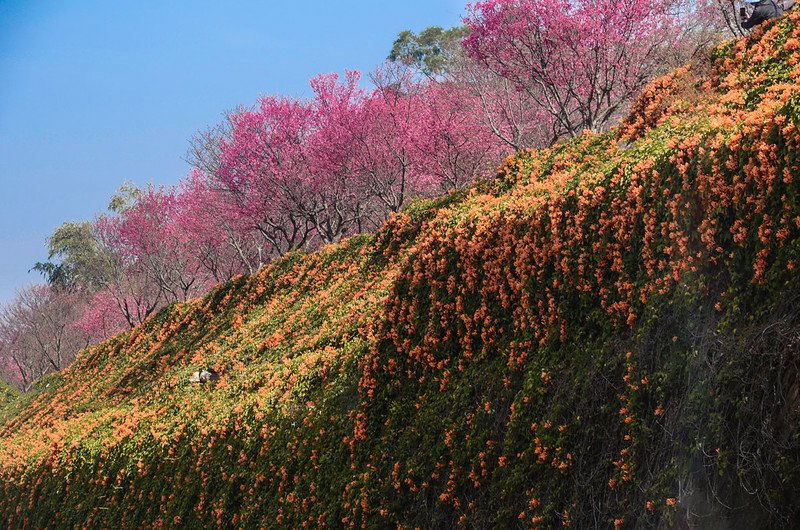 2021 銅鑼炮仗花道 (16)