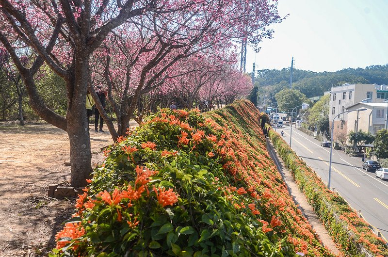 2021 銅鑼炮仗花道 (24)