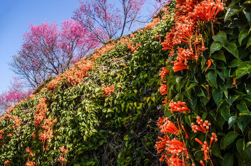 2021 銅鑼炮仗花道 (28)