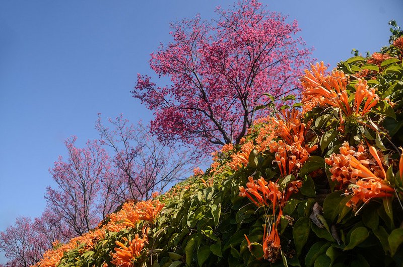 2021 銅鑼炮仗花道 (30)