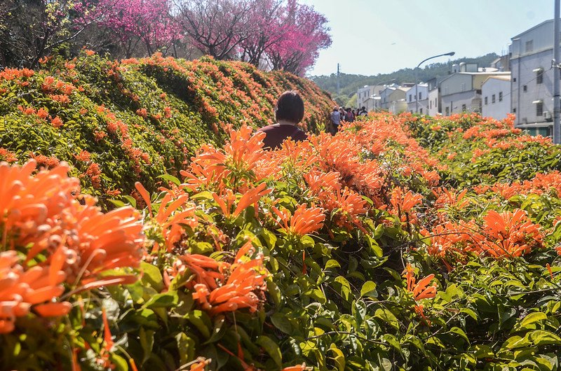 2021 銅鑼炮仗花道 (31)