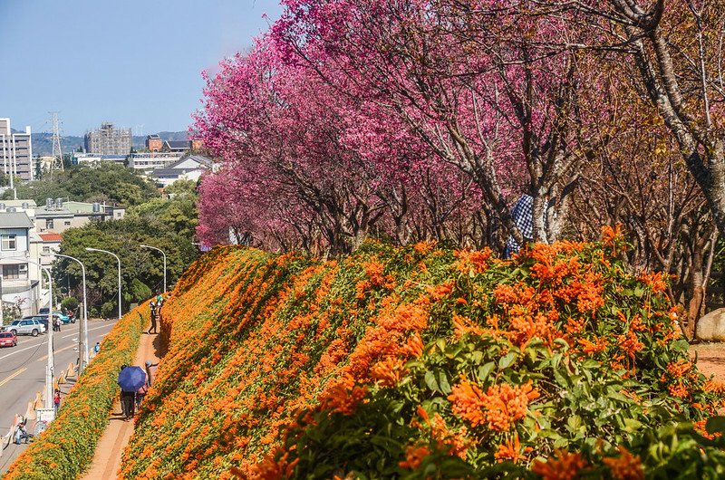 2021 銅鑼炮仗花道 (34)